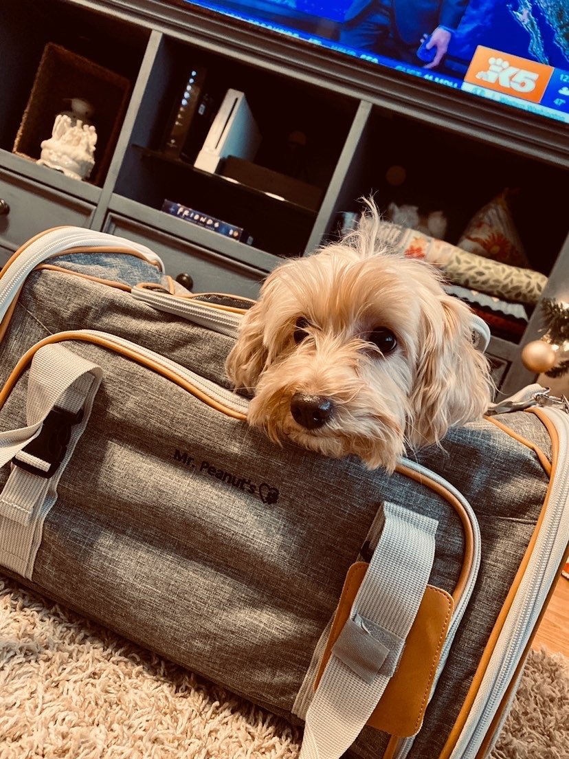 Soft Mesh Pet Carrier