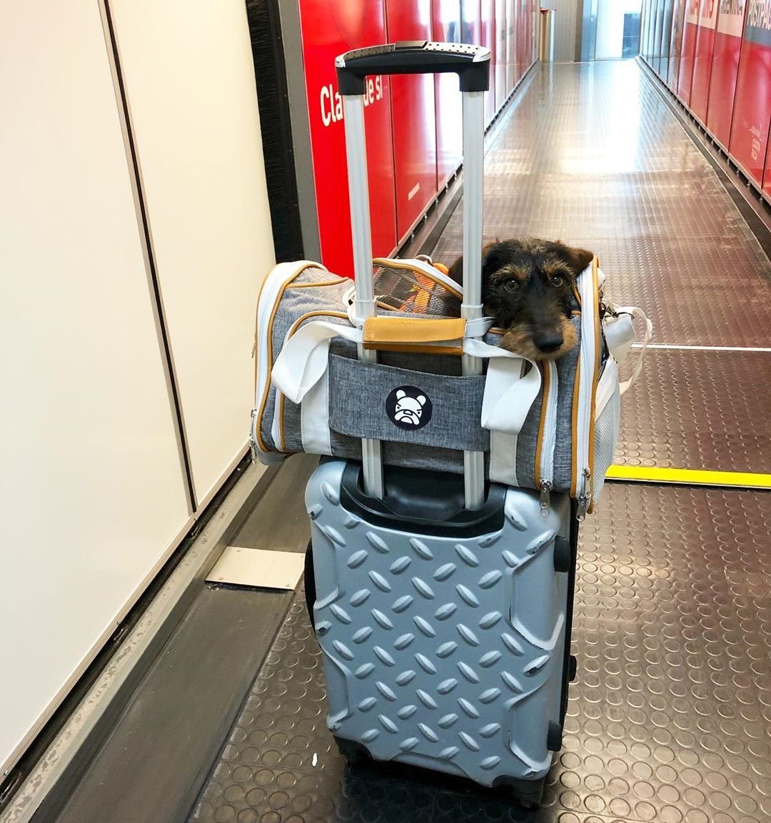 Soft Mesh Pet Carrier