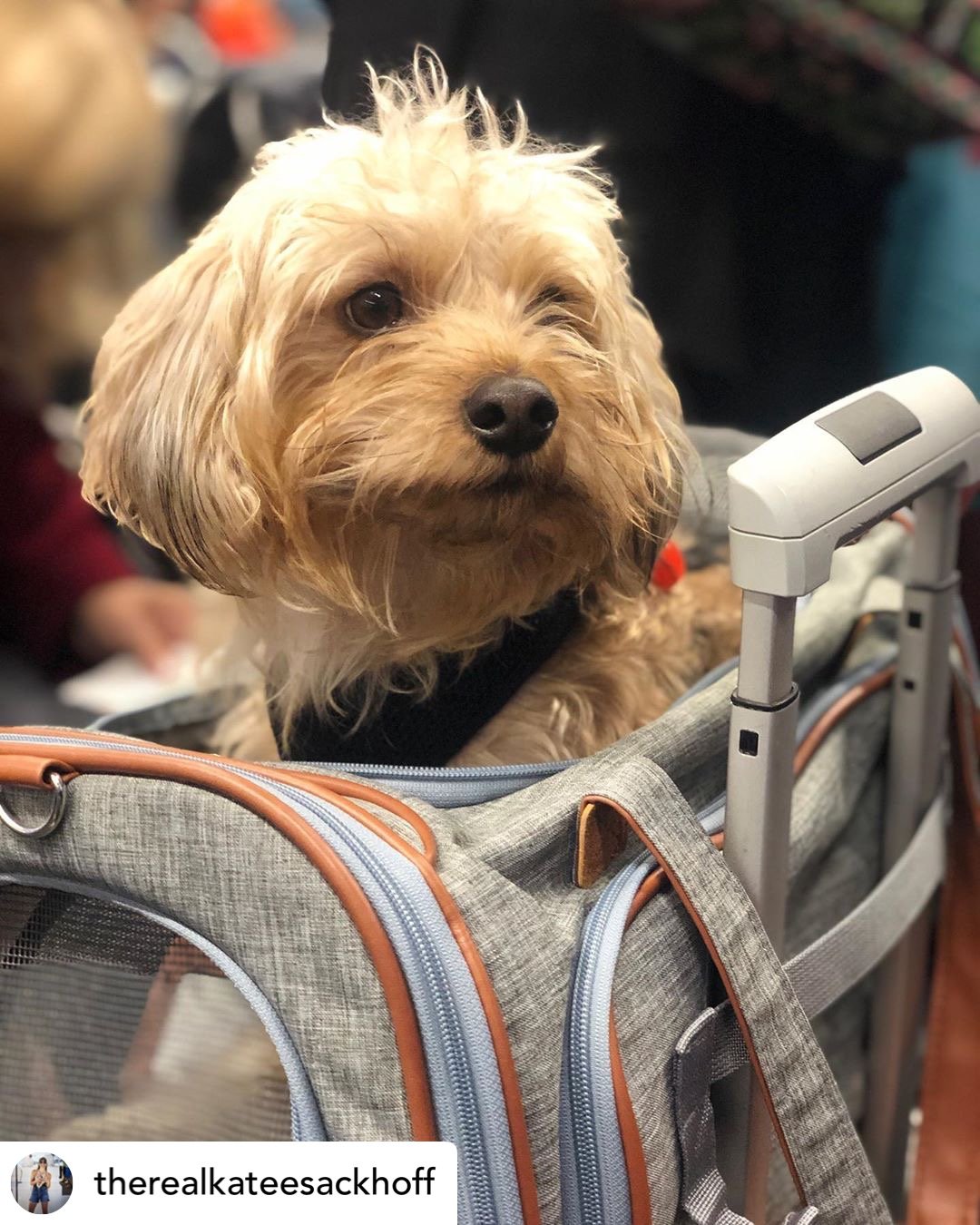 Soft Mesh Pet Carrier
