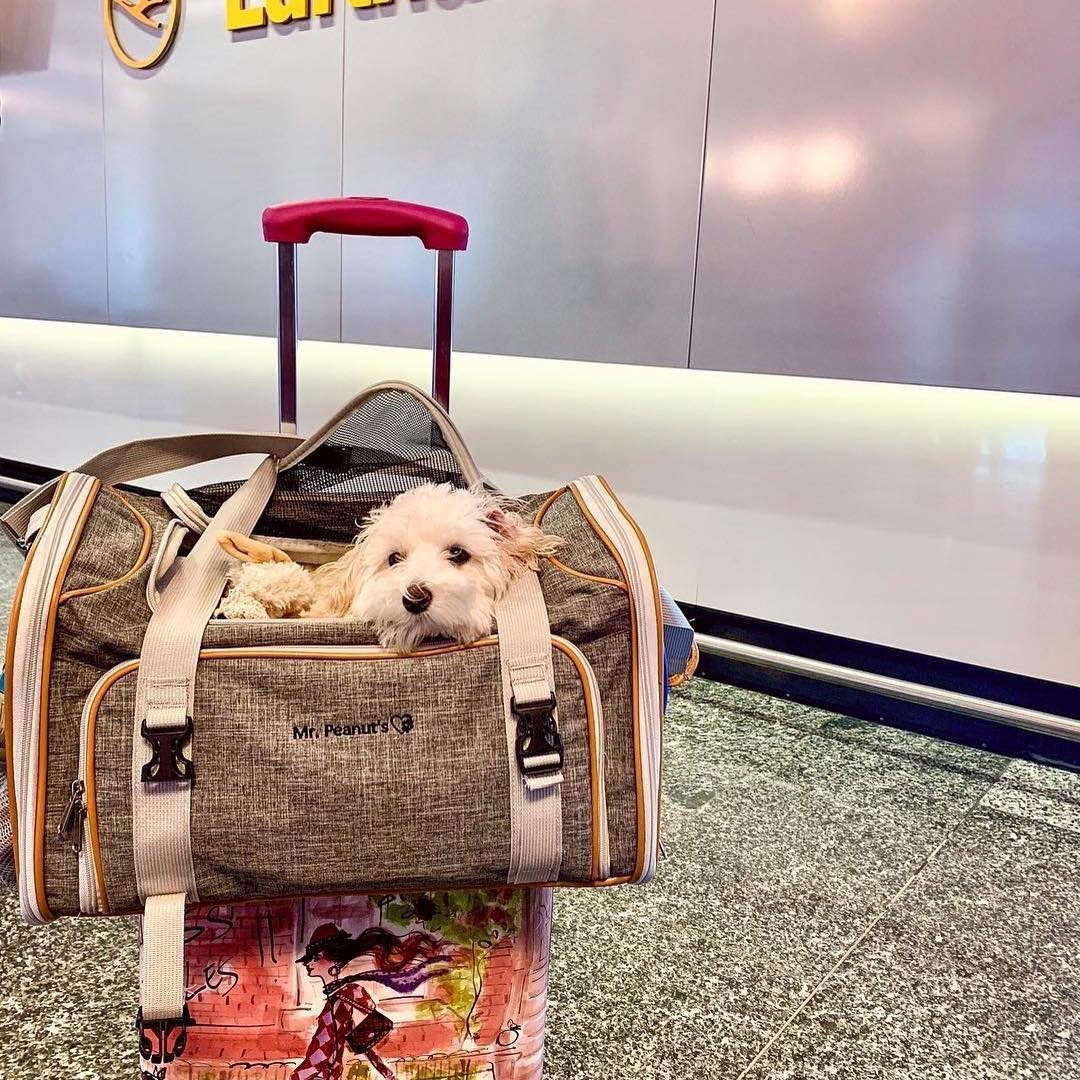 Soft Mesh Pet Carrier