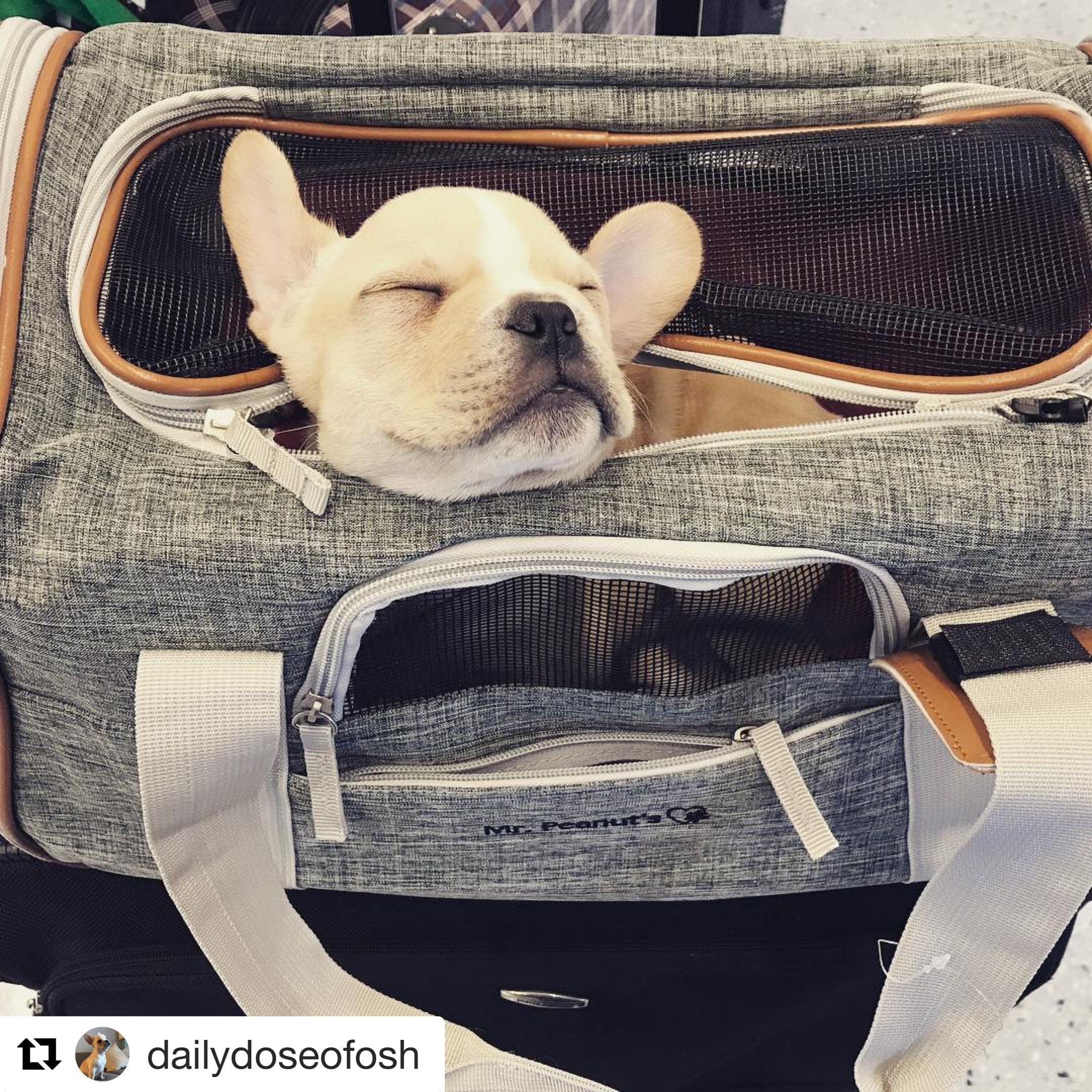 Soft Mesh Pet Carrier