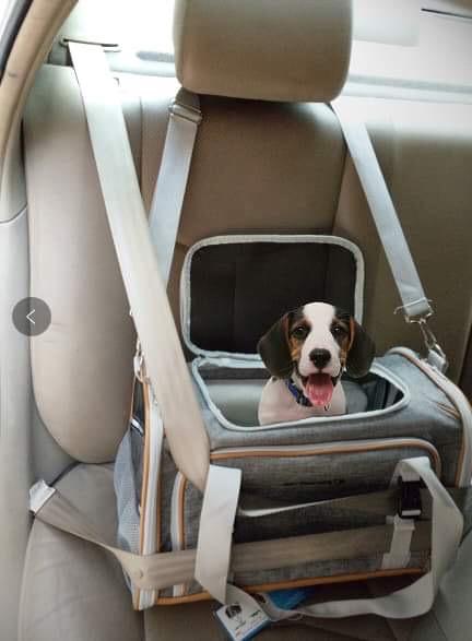 Soft Mesh Pet Carrier
